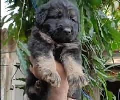 German shepherd puppy available