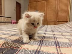 Persian kitten