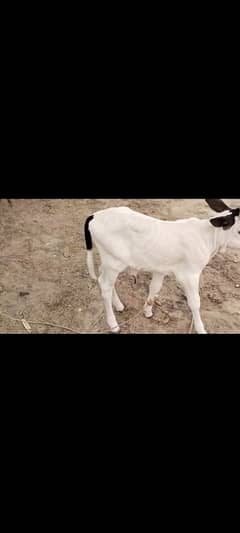 gulabi nukhri bachri
