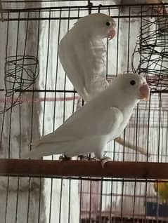 Common Albino  Lovebirds