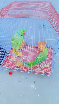 bolar parrots ha chokin Hazrat rabta kra
