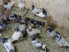 Pigeons