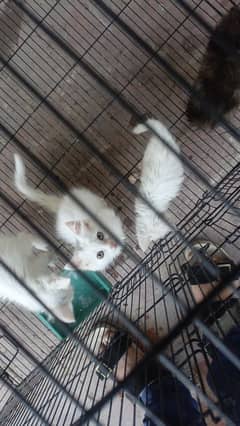 I have a Waite Persian cats three kids. 15 days before Brons kids