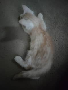 24 days little cat
