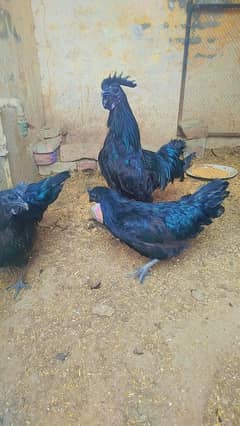 ayam cemani hen  and  1 male