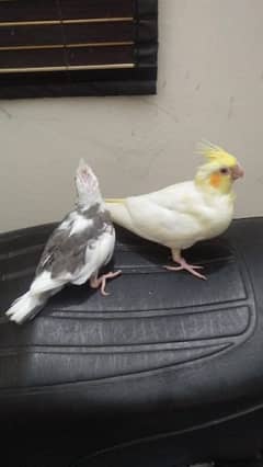 03091422198/cocktail chicks