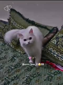 Persian Cat available for sale
