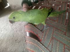 green parrot for sale