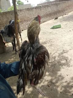 exchange possible ha  what's app number 03120405199