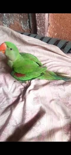 Raw parrot  Age 4 month