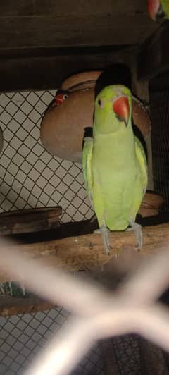 2 male 1 female ring Nik ful healthy and active