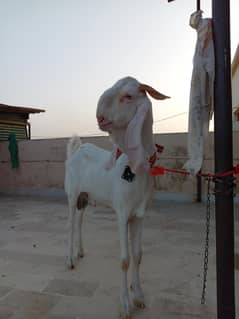 BAKRA FOR SALE. ANDO BAKRA KHEERA . Pure gulabi hy. .