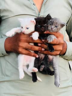 kitten for sale