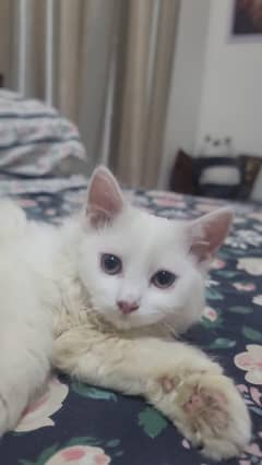 Two white Persian kittens.