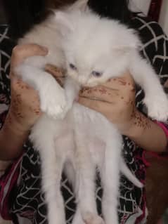 persian