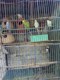 Mix parrot with cage