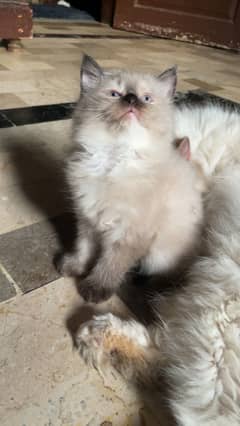 Adorable kittens