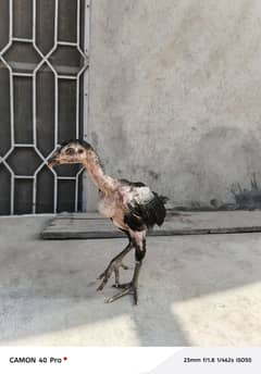 Black Aseel Chicks