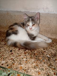 Persian