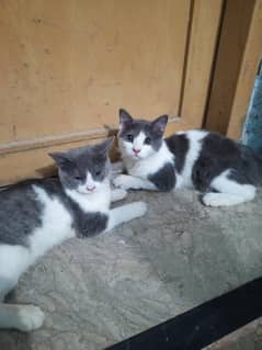 parsian cats Gray and white 
