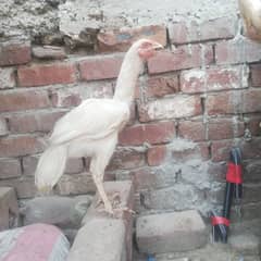 Heera Aseel