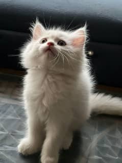 Persian