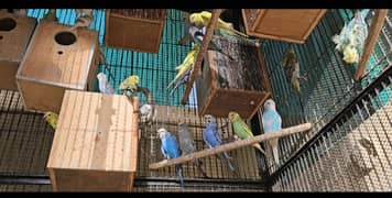 Budgie,  Hogoromo, TCB, king Budgie, Mutation budgie