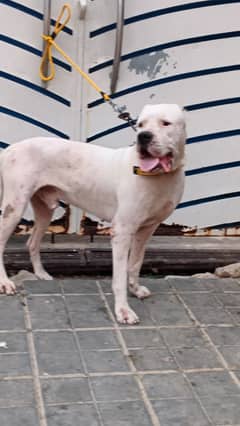 2.5 year dogo argentino dog for sale