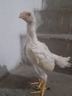Aseel Shamo Chicks 03084613821