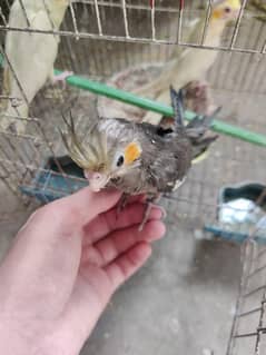 Tamed cockatiel chicks for sale