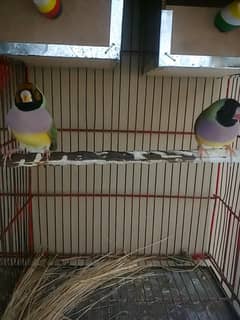 Female goldian Finches