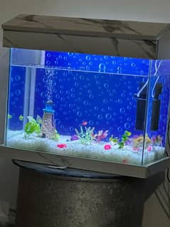 Fish