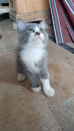 Persian kittens available
