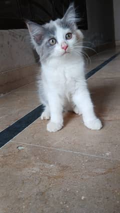 Persian kittens available