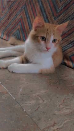 Persian