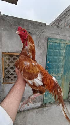 Peela Aseel Murgha