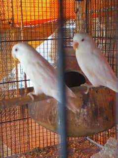 Albino Split
