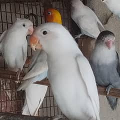 Albino