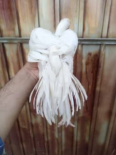 original indain parrot beak long tail