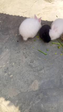 ENGLISH ANGORA RABBITS FOR SALE