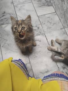 selling 2 month cat