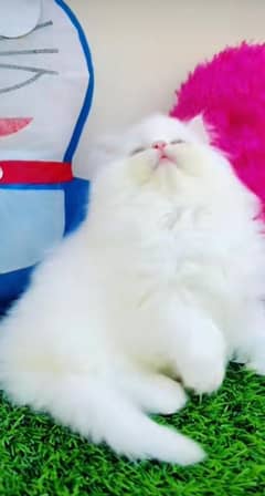 Persian kitten | triple long coated Kittens |  03406947464 WhatsApp