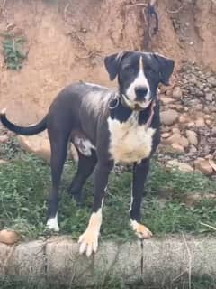 18month old patah 28 inch exchange with German shepherd or pitbull