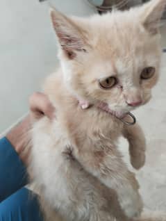 Female Persian kitten