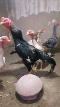 German O shamo / Australorp Heritage / Fayoumi / Mianwali aseel