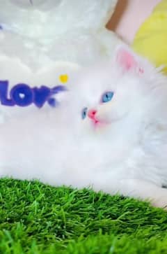 Persian kitten | triple long coated Kittens |  03406947464 WhatsApp