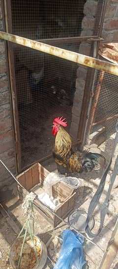 Desi golden misri