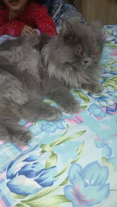 Persian  | Persian Cat | Punch Face Persian 0344/4278/121 WhatsApp