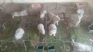 newzealand White rabbit