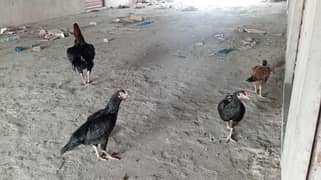 اصلی اصیل مرغ
